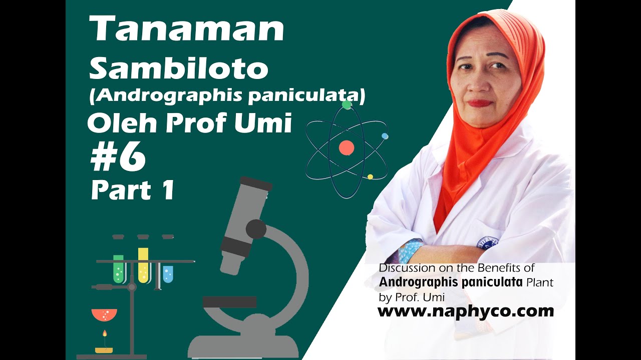 Sambiloto dan Khasiatnya