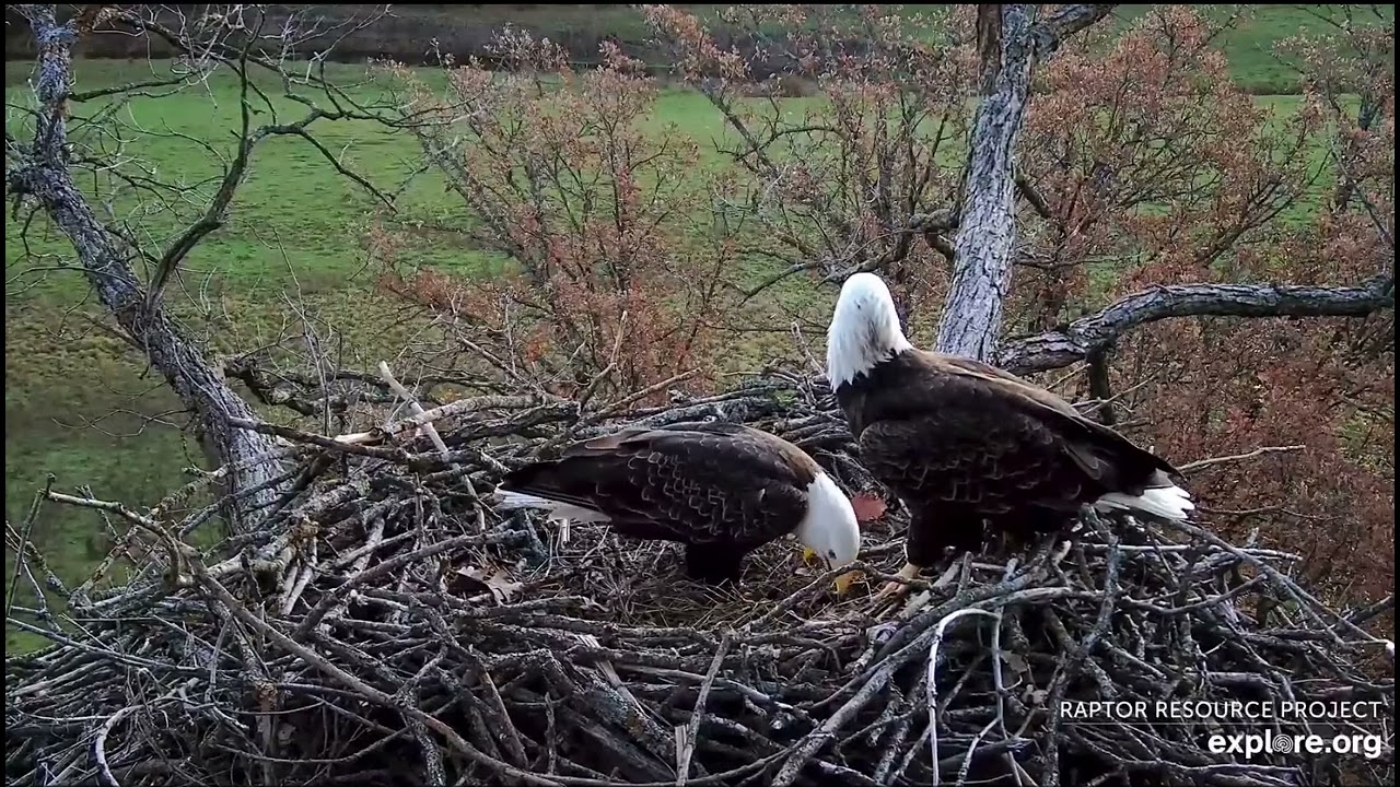 Decorah North Nest 10-21-23, Nestorations, closeups