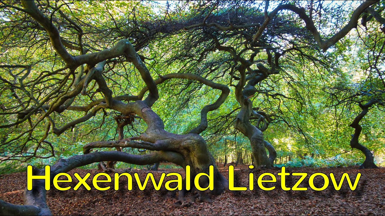 Hexenwald Lietzow (color)
