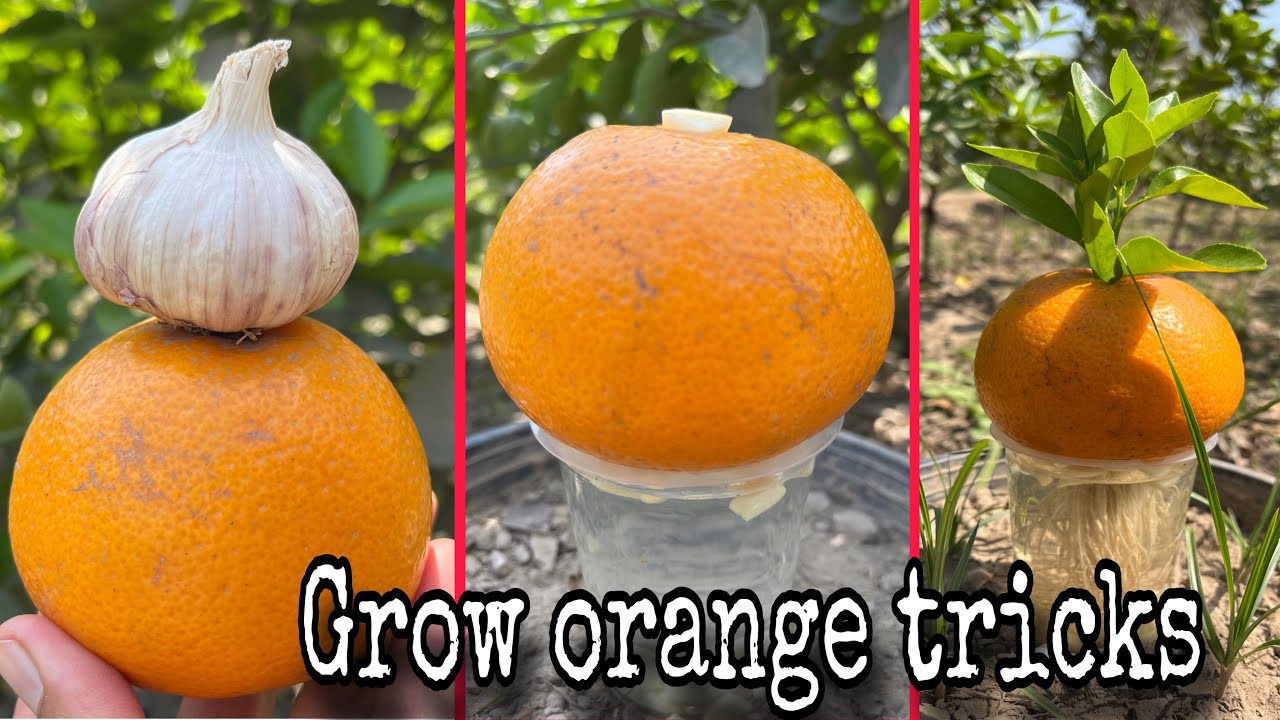 Grow orange tricks in the water | orange grow with garlic 🧄 | Our garden |