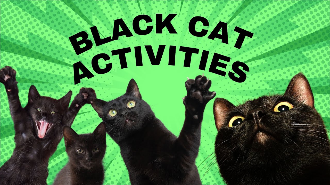 Black Cat Activities