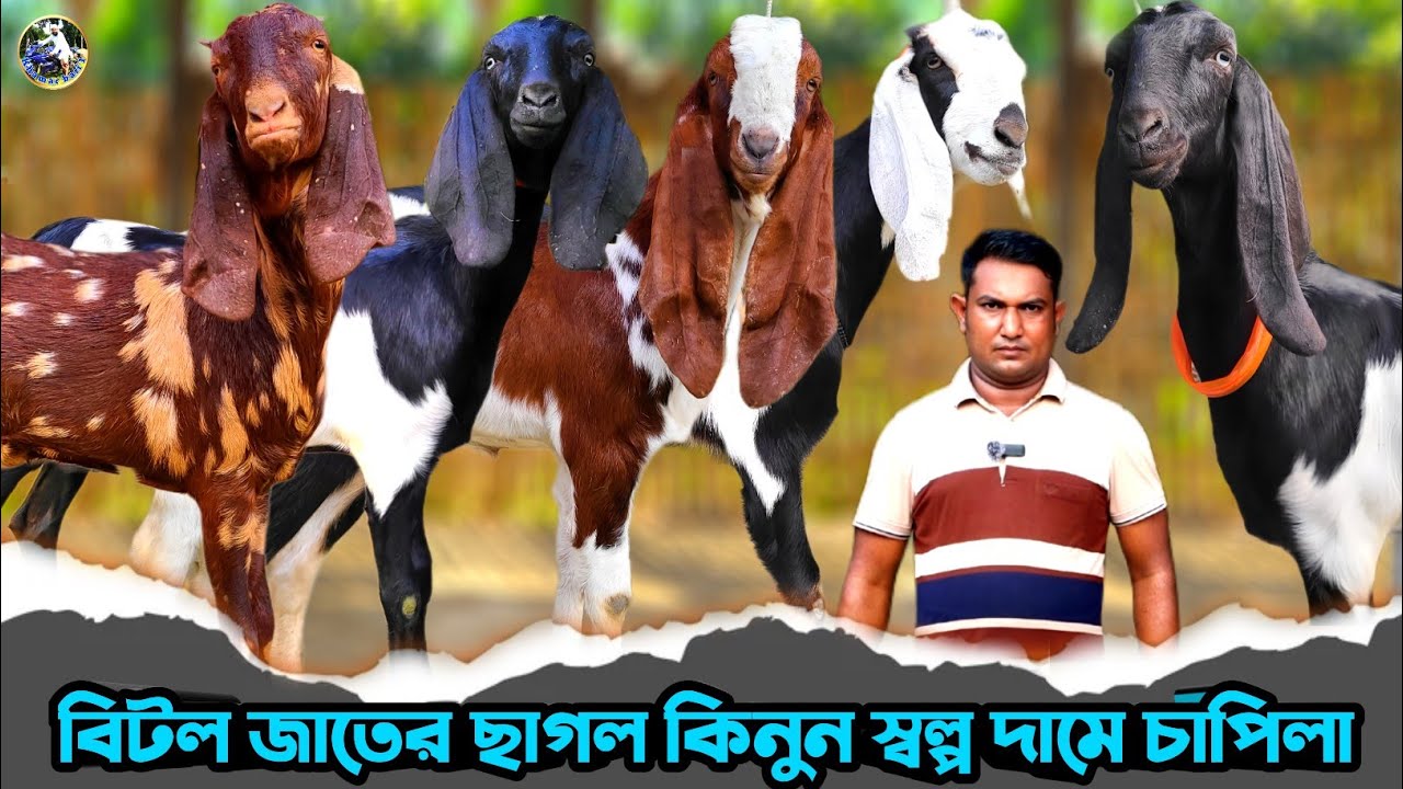 👉উন্নত জাতের বিটল ছাগল স্বল্প দামে কিনুন আল আমিন ভাইয়ের ফার্ম থেকে চাপিলা গ্রাম 💥
