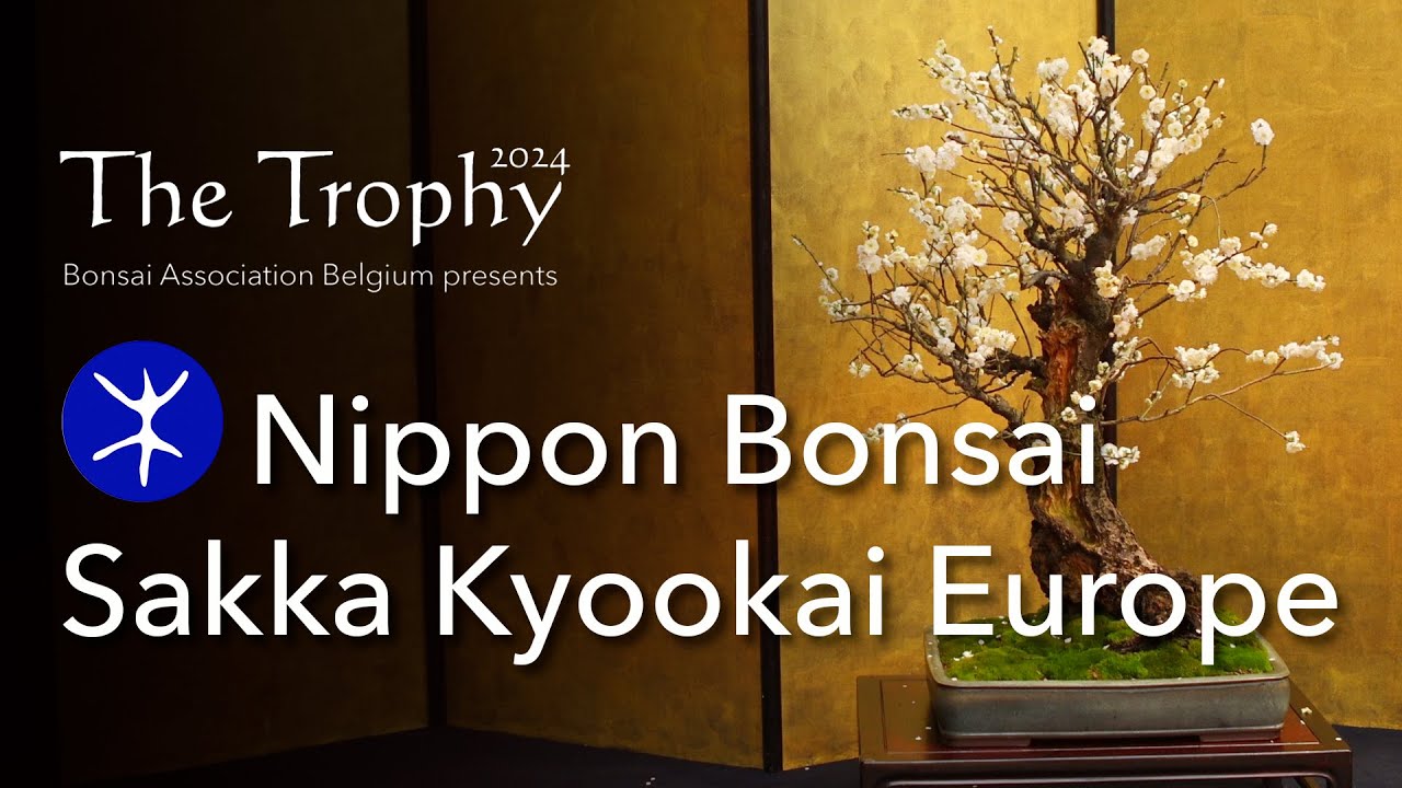 Nippon Bonsai Sakka Kyookia Europe at The Trophy 2024 - The special Exhibition - English subtitles