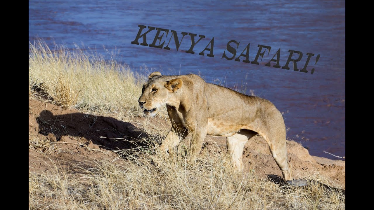 Trailfinders Kenya Safari (inc. Masai Mara - Wildebeast Migration) 4K