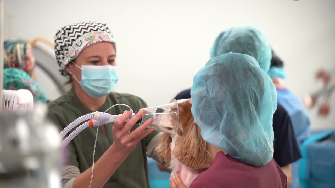 Romeo's Mitral Valve Repair | Veterinary Specialists of Sydney