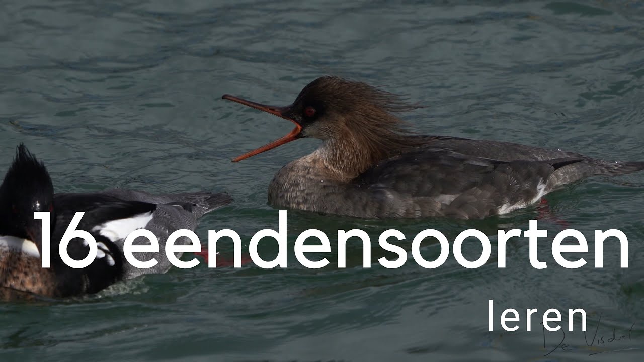 Leer 16 soorten eenden herkennen / 16 species of ducks
