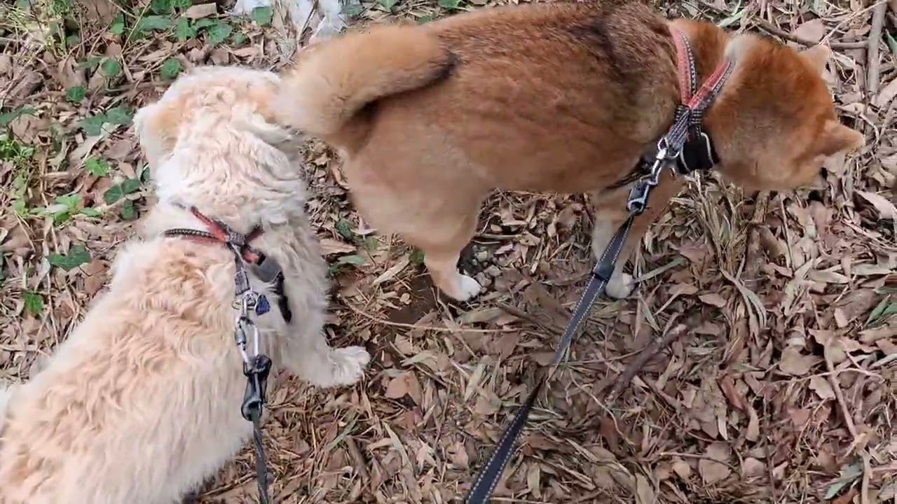 晴れてくれてゆっくりお散歩できたのに最後は#柴犬#柴プー#可愛い犬