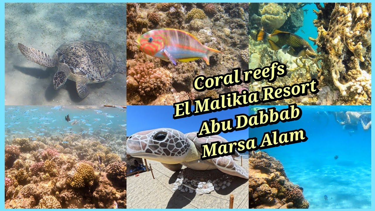 Coral reefs, beach, El Malikia Resort Abu Dabbab Marsa Alam, rafy koralowe, snorkeking