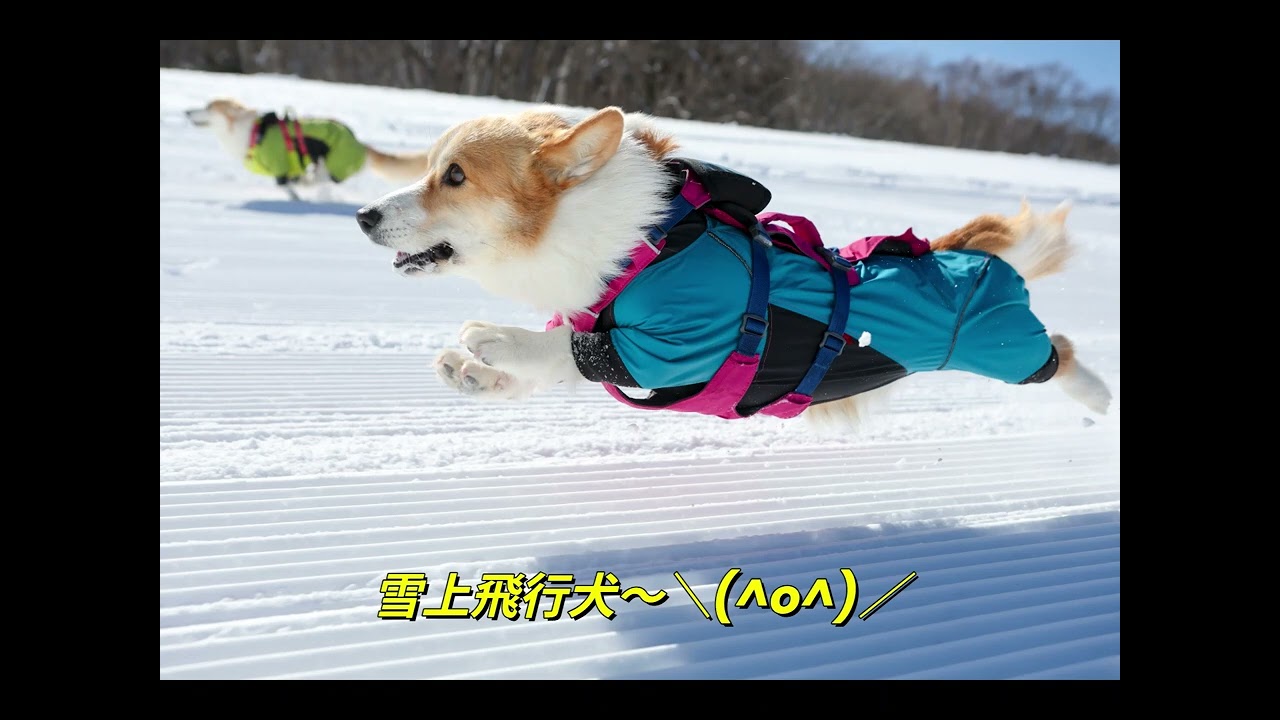 黒姫高原スノーパークでの雪上飛行犬撮影方法