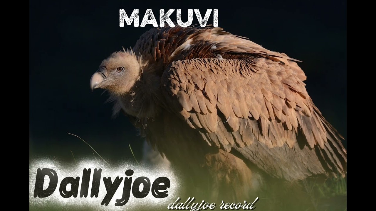 Dallyjoe-Makuvi