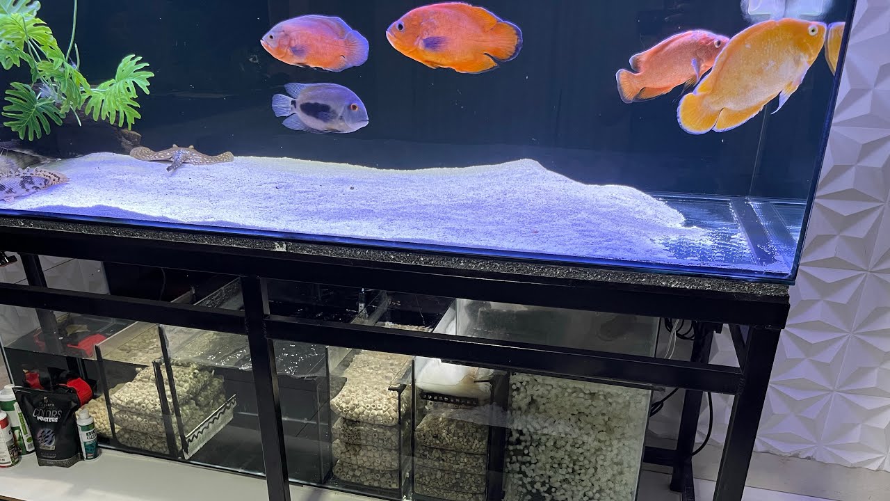 SUMP OU CANISTER?? / FILTRAGEM DO MEU AQUARIO @Cichlasjumbo