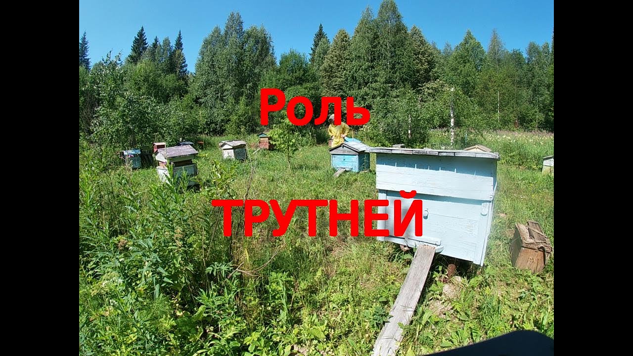 Из мира пчел.Трутни на пасеке.Их роль и значение