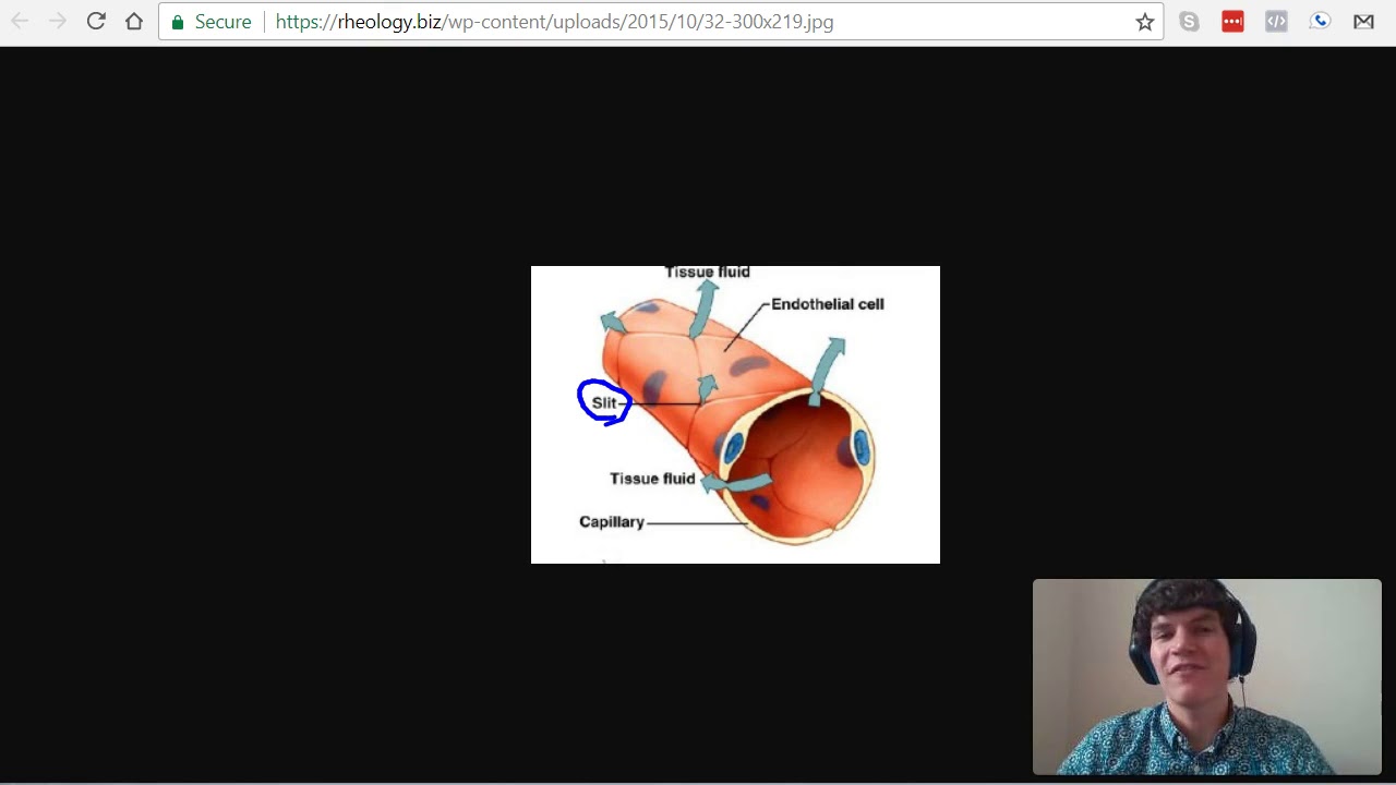 MCAT Question of the Day: Capillary Permeability and the Lymphatic System