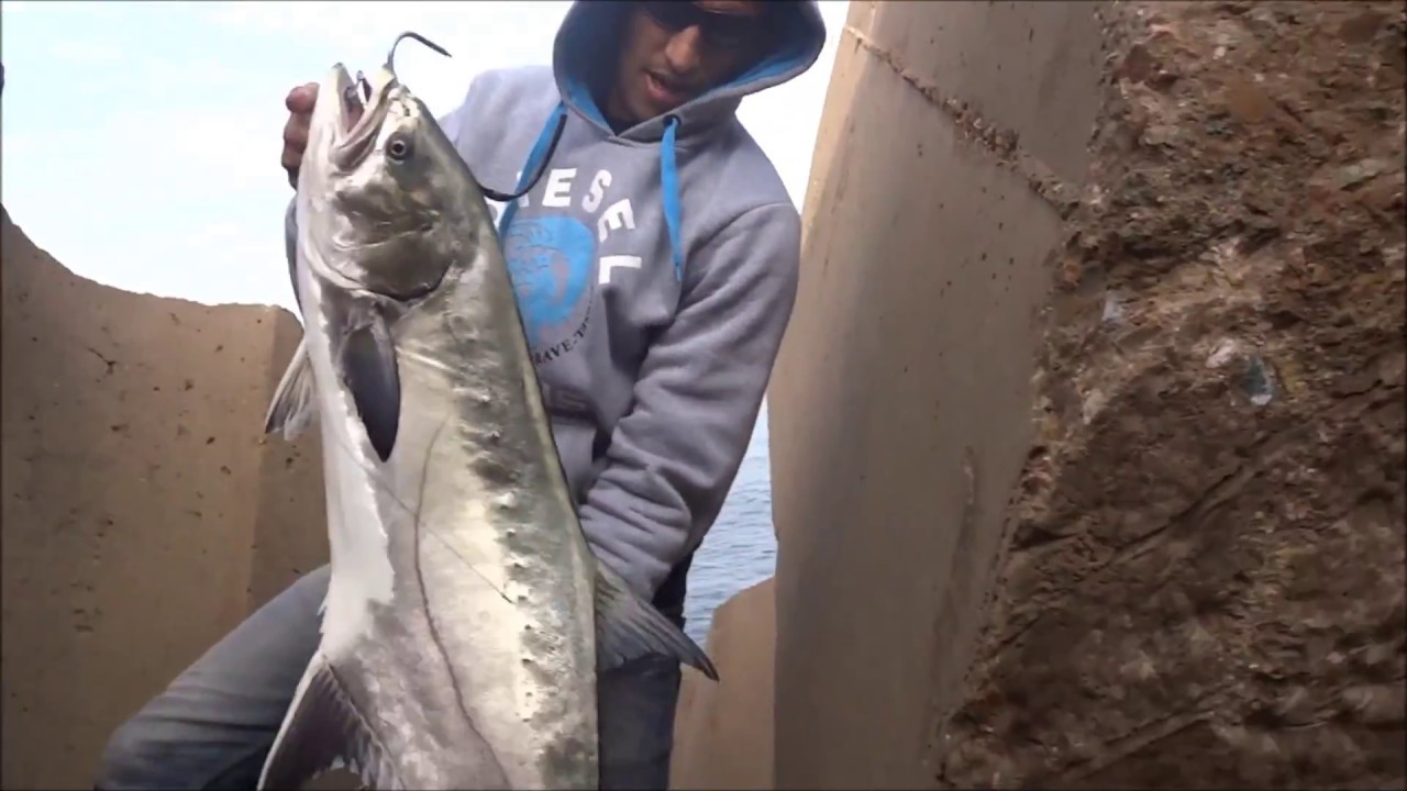 SHORE JIGGING LECCIA AMIA 10 KG  ... Liche amie !