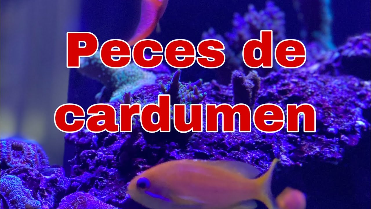 Peces de Cardumen - Anthias squammipinnis y Chromis viridis