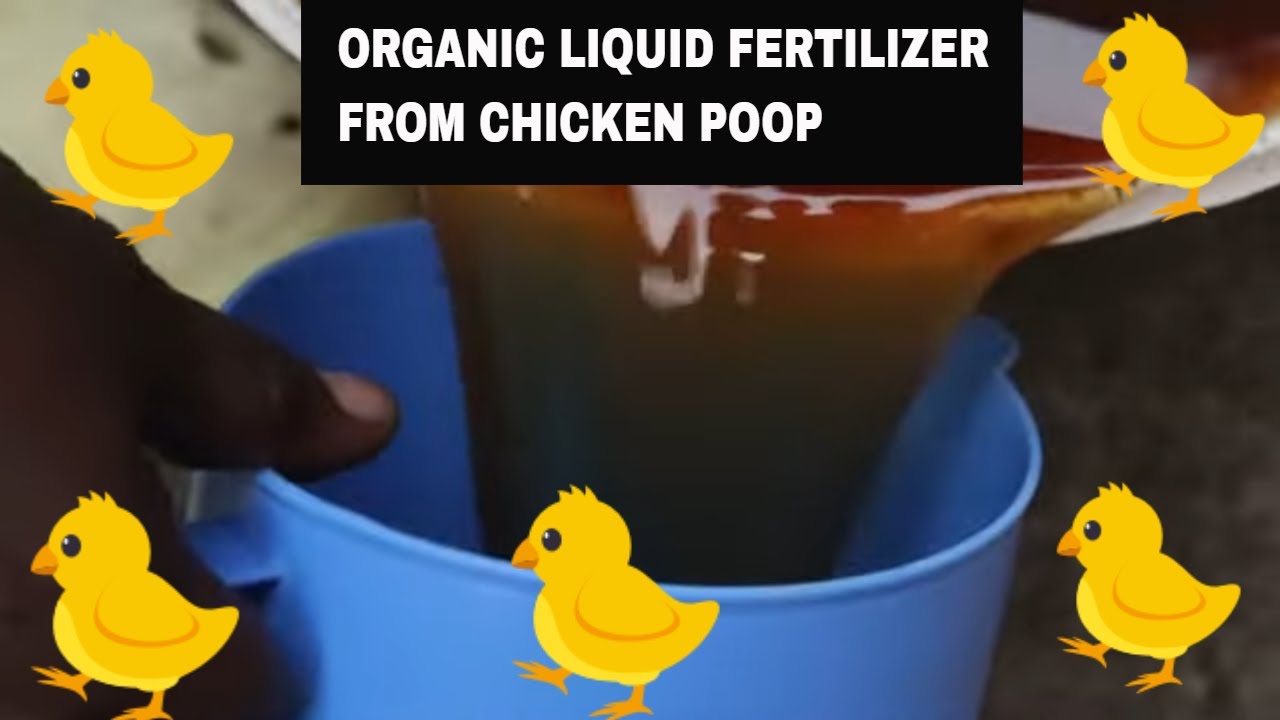 HOW TO MAKE ORGANIC CHICKEN POOP FERTILIZER
