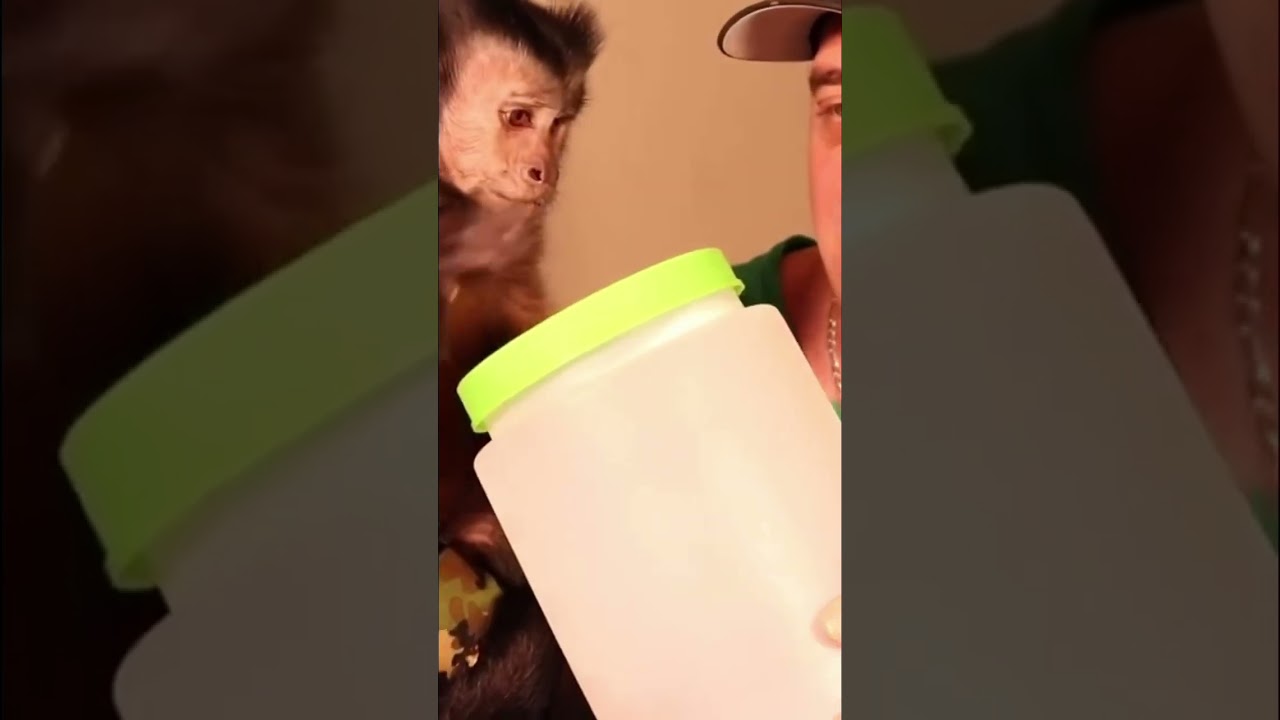 Monkey foraging for snacks #monkey #foraging #smart #shorts