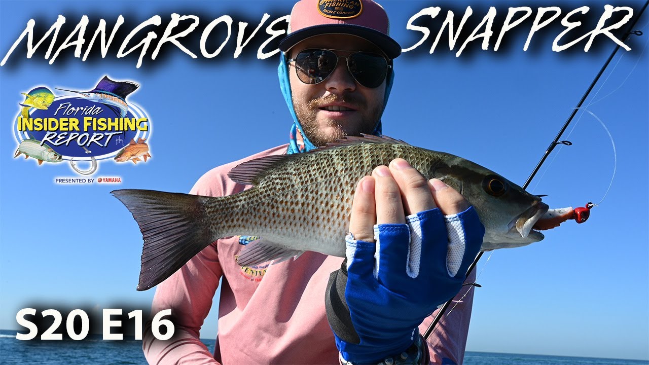 Here Are The Best Ways to Catch Mangrove Snapper in Florida!
