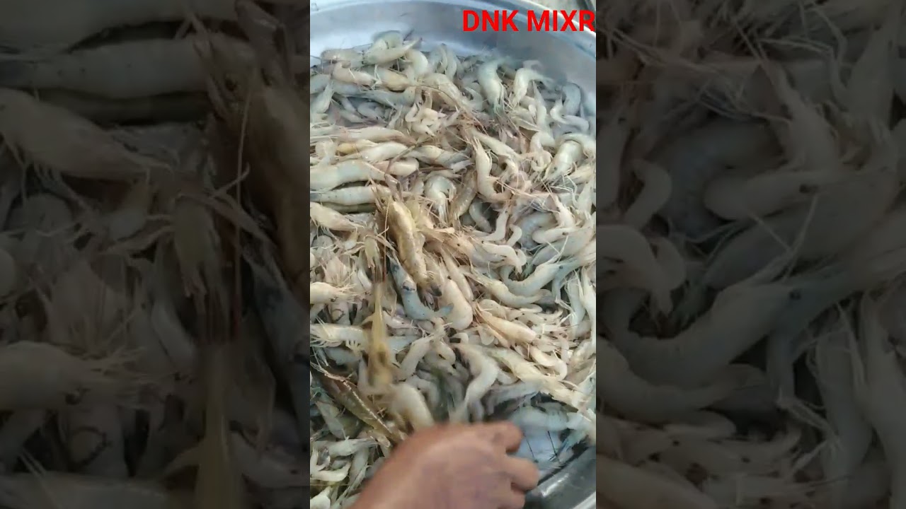 চিংড়ি মাছ পদ্মা নদীর। #dnkmixr #fish #চিংরিমাছ  #পদ্মানদী