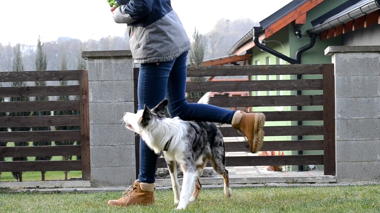 Frey Border Collie | 8 Months