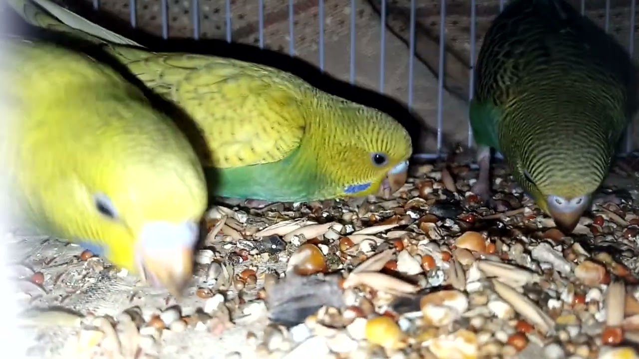 Birds house Australia parrot kids eating food