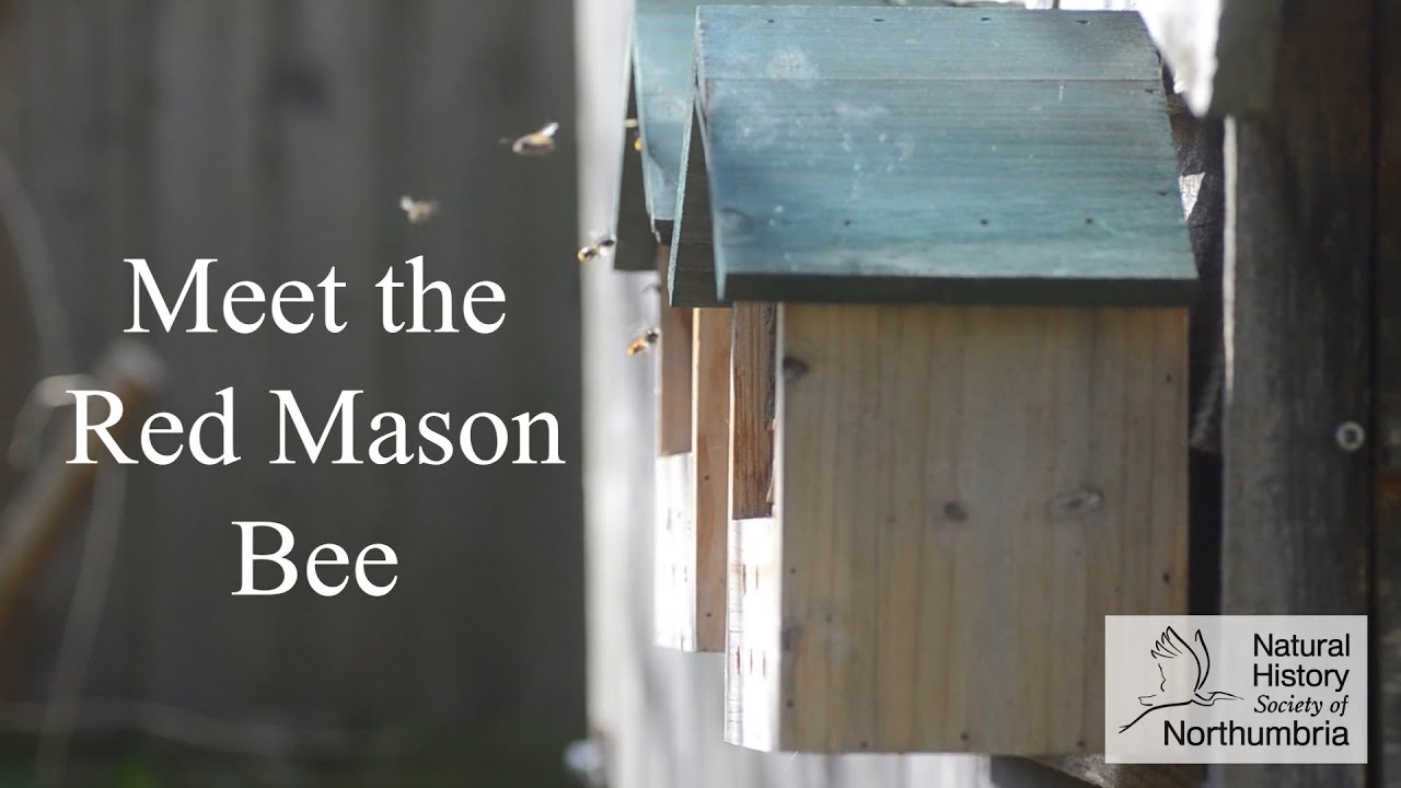 Meet the Red Mason Bee