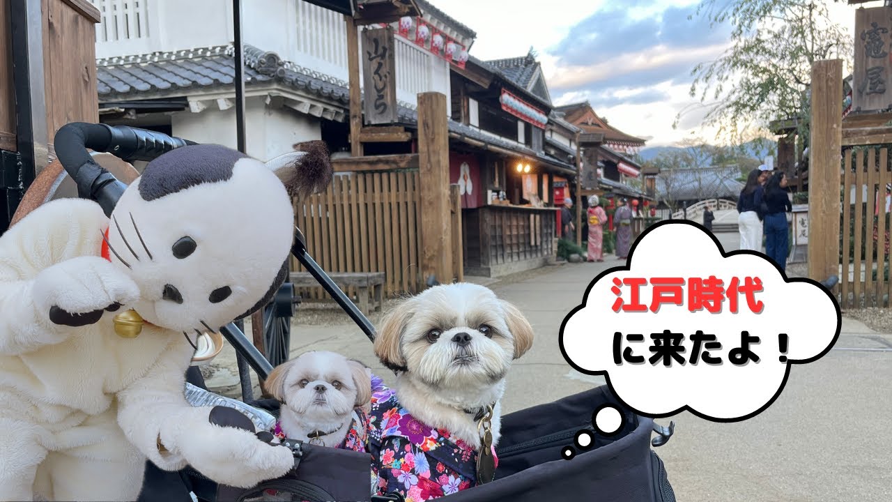 【お犬様は必ず行け】日光江戸村江戸ワンダーランドにシーズーと行ったら最高すぎてわんこに超おすすめだった！Shihtzu time travels to Edo Period