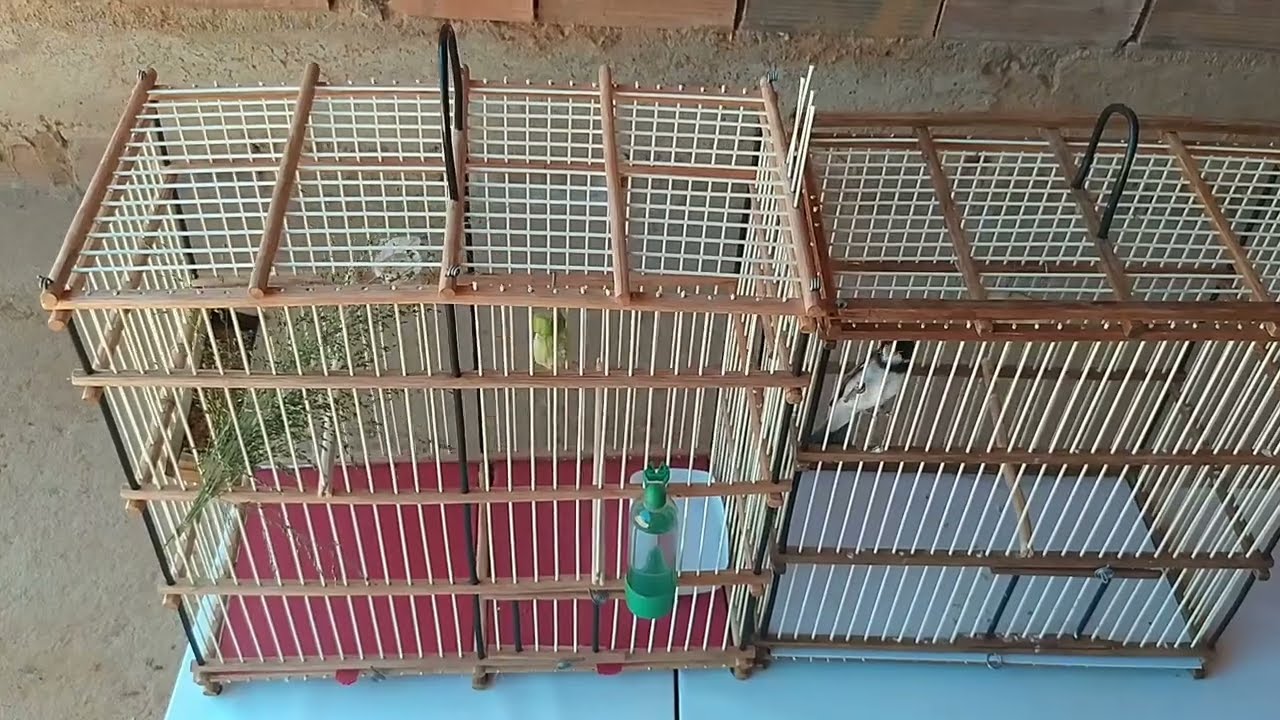 Passei meu golinha para a gaiola nova💥💥