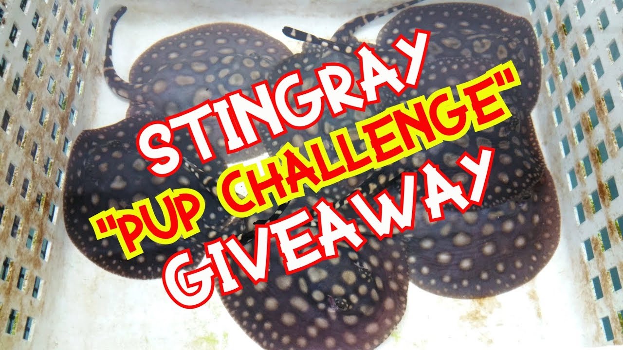 STINGRAY GIVEAWAY CHALLENGE- NEWBORN Black Diamond Hybrid pups
