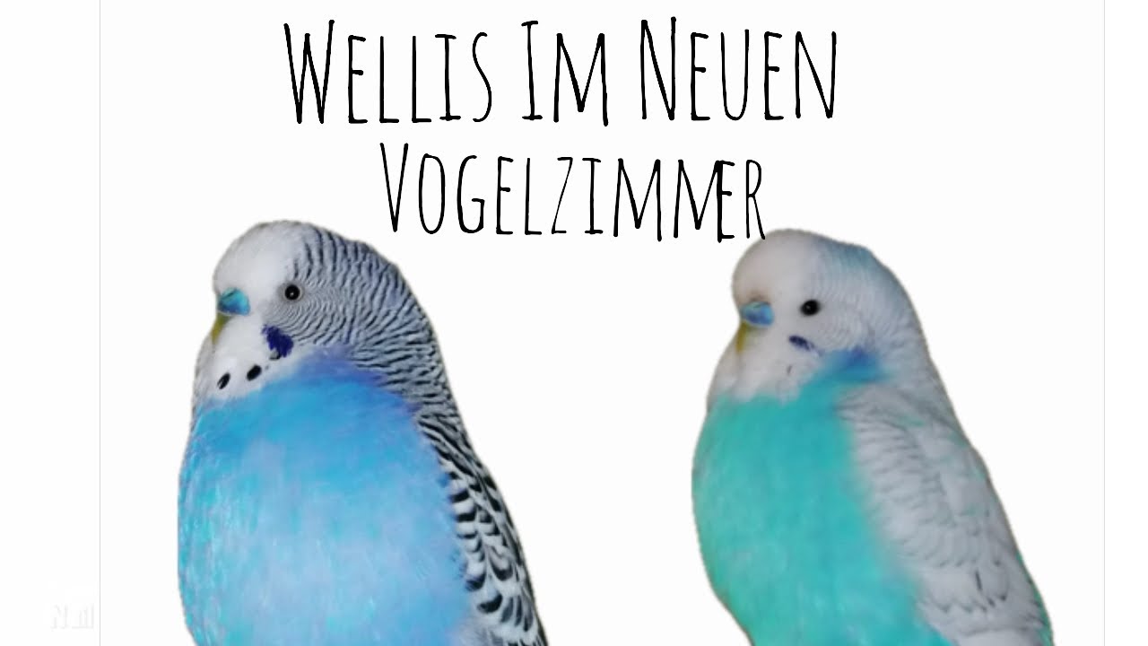 Wellensittiche im neuen Vogelzimmer 