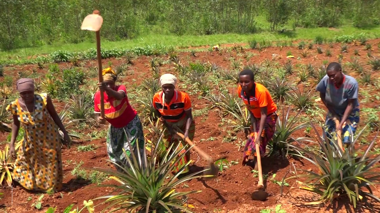 Koperative Merankabandi y'i Bugendana ni akarorero ka koperative nziza muyafashijwe na Action Aid