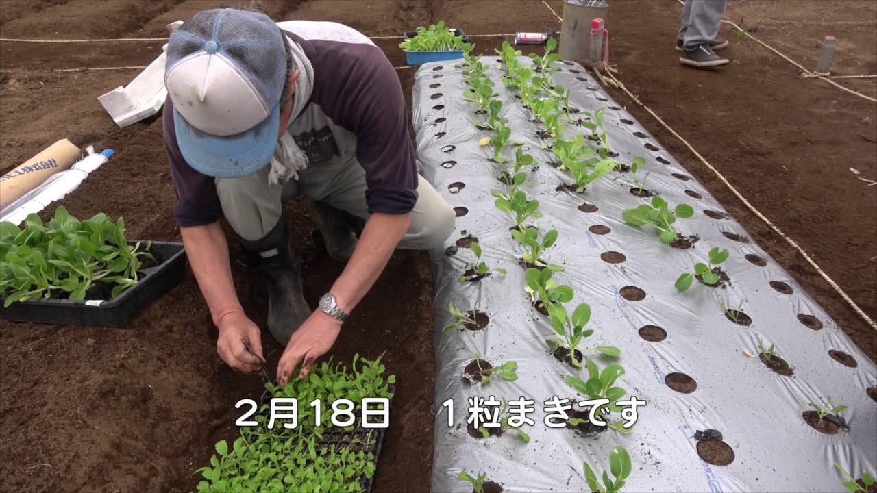 ファミリー農園180316はじまり