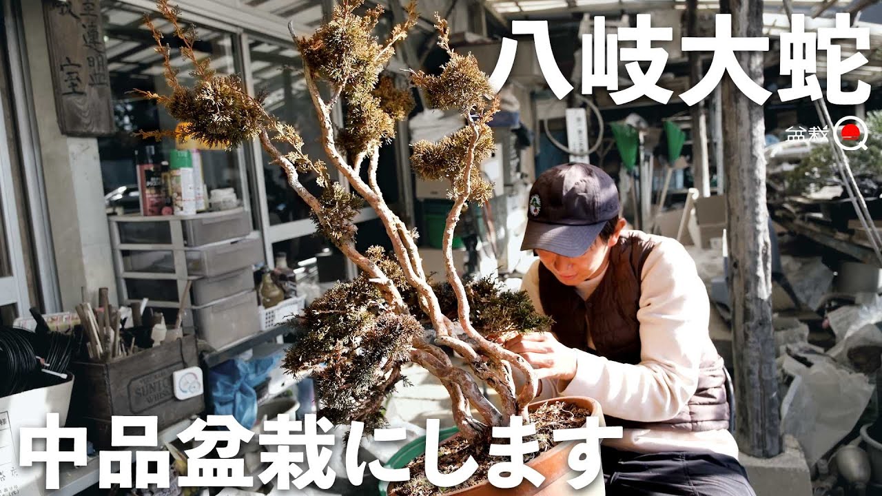 八岐大蛇の様な真柏を畳み込んで中品盆栽にしました【盆栽Q】
