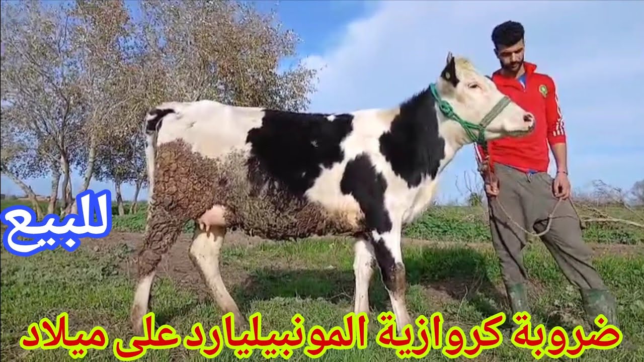 تباااارك الله ضروبة كروازية المونبيليارد على ميلاد إتصل 06.67.21.00.53 ألو سي عبد الرزاق نواحي الغرب