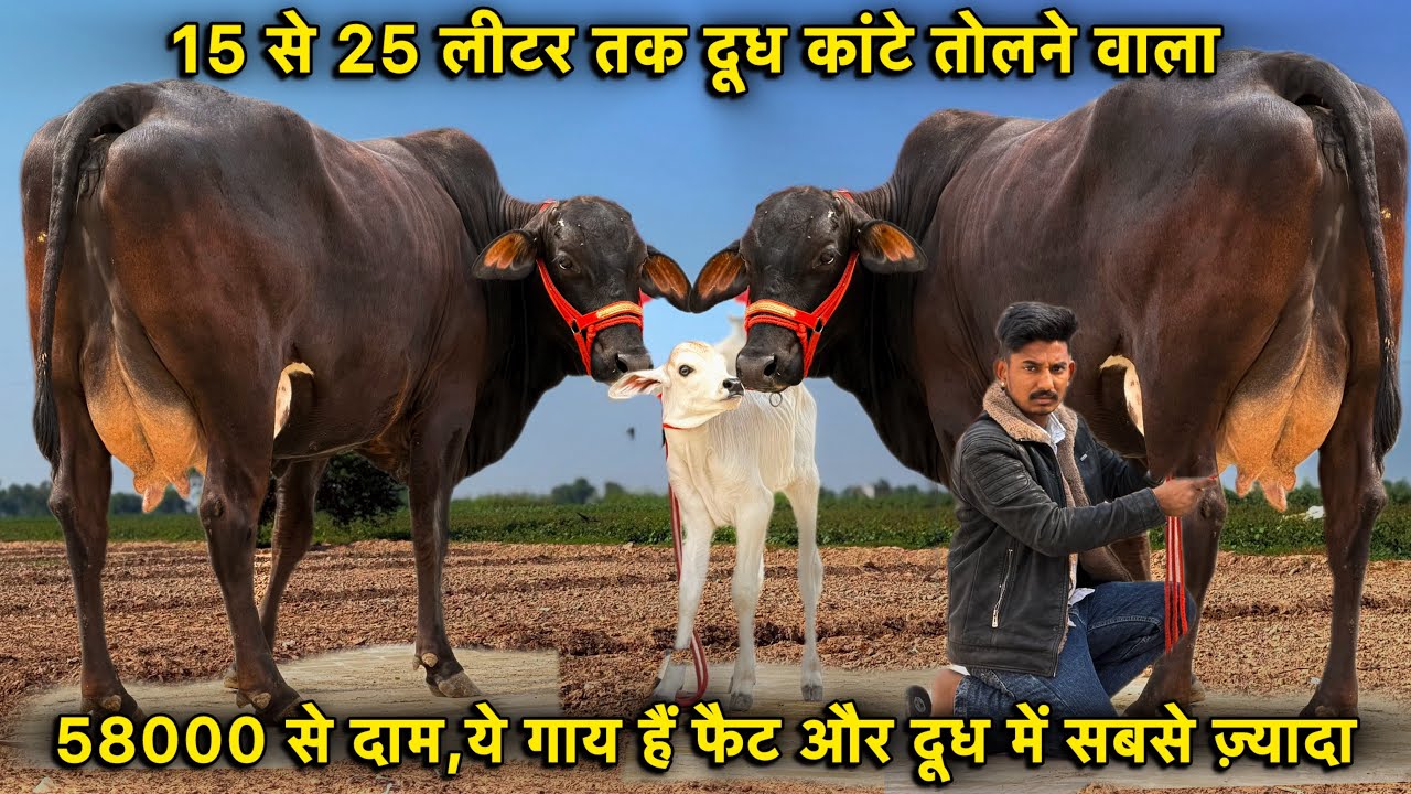 फैट और दूध में No.1 गाय👌15 से 25 लीटर तक दूध,58000 से दाम👍Cross Breed & Sahiwal Cows For Sale 