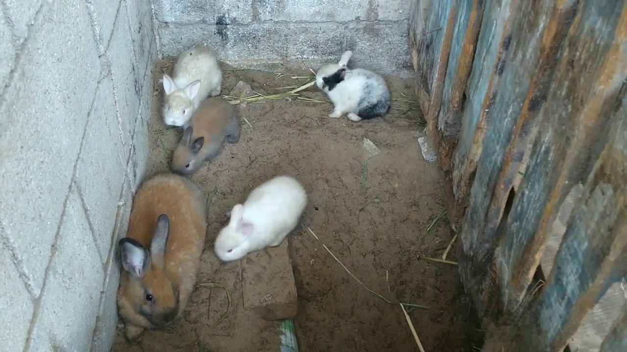 Conejos libres saliendo de la madriguera