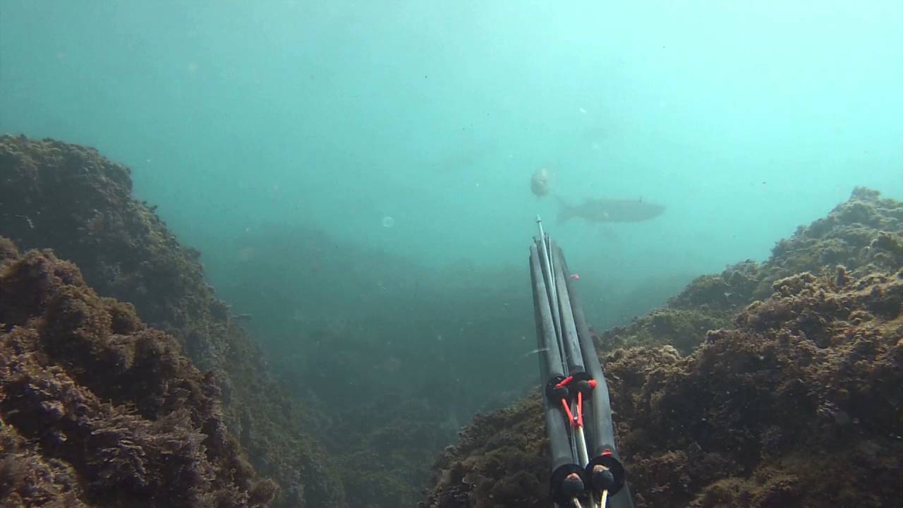 Pesca Submarina lubinas 2016 invierno