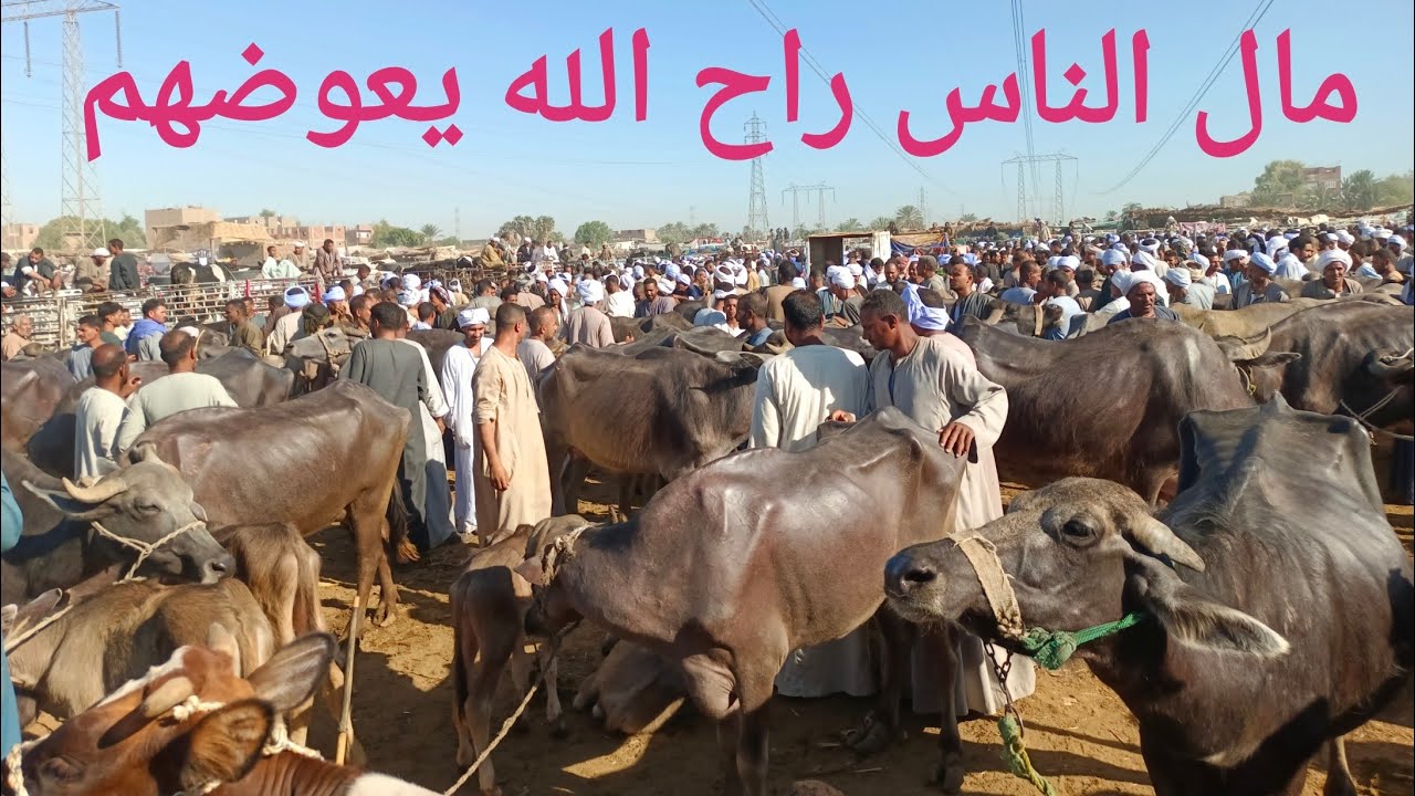 مفاجئات في أسعار الجاموس بسوق السبت اليوم (لن تصدق الاسعار)٢/ ٨/ ٢٠٢٥م