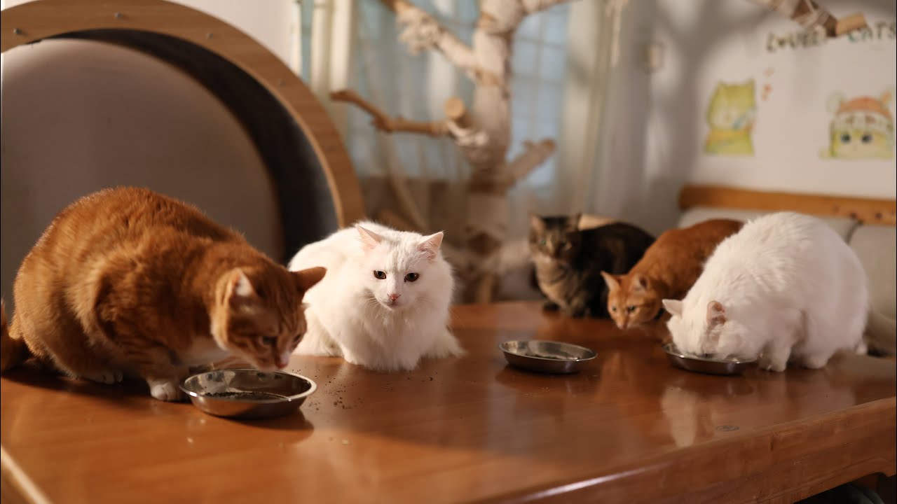 收养的猫太多了没地方玩，主人把吃饭台都变成了猫饭台