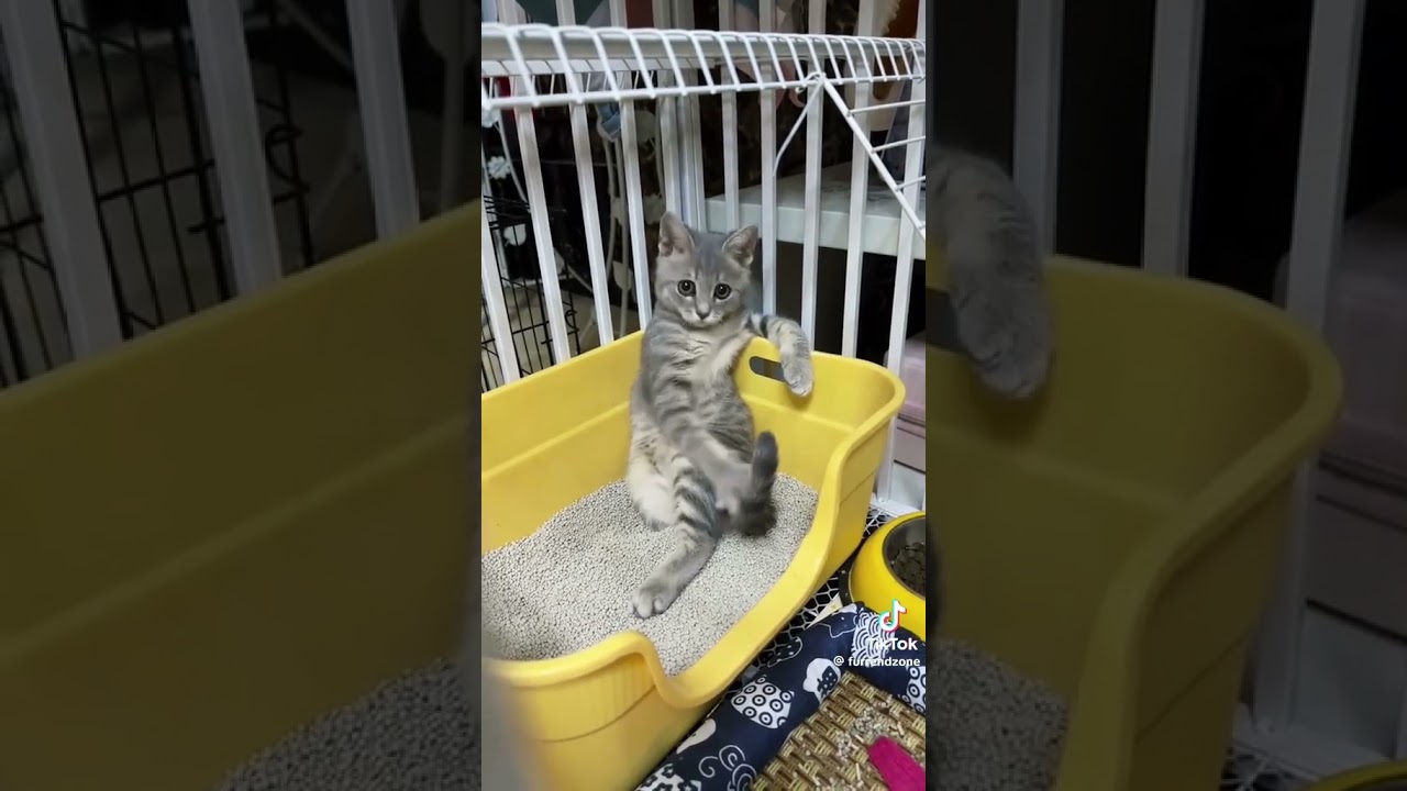 Katzen verhalten sich manchmal komisch 😂😂😂