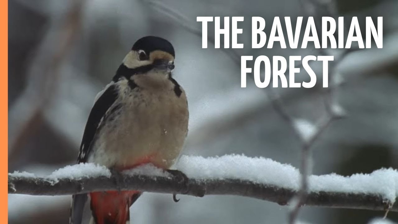 The Bavarian Forest - Deep, Dark and Enchanted | Full Documentary