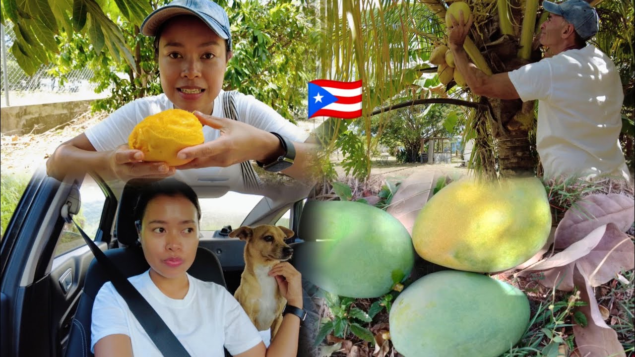 Exploring Puerto Rico: A Sweet Journey to Harvest Fruits in Salinas!