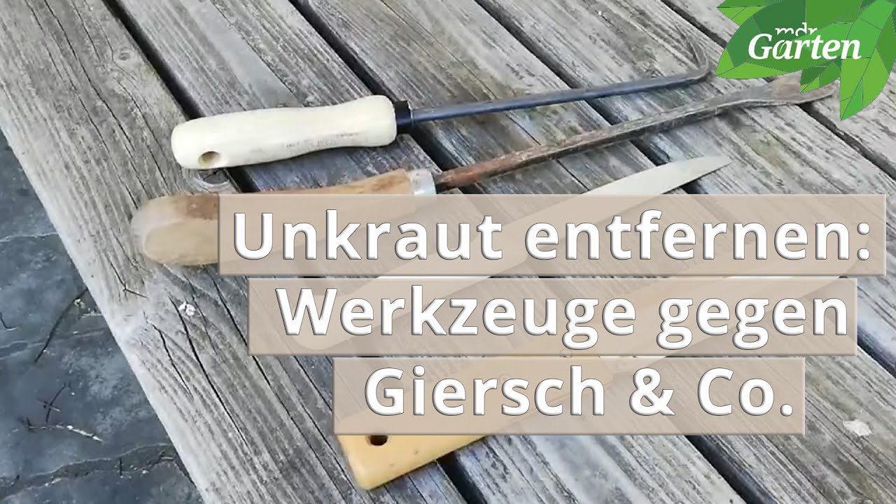 Unkraut entfernen: Spezialwerkzeuge gegen Tiefwurzler | MDR