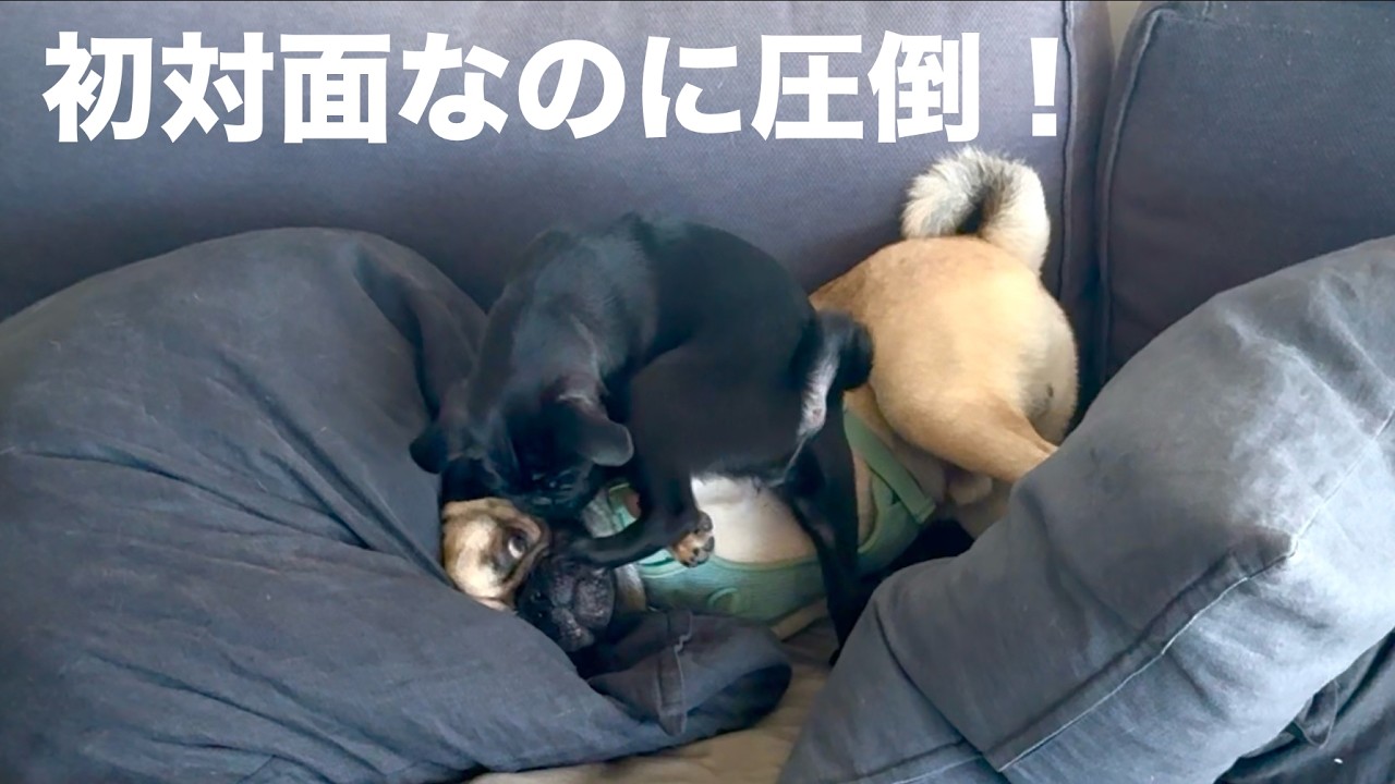 【子犬の社会化】お友達パグと初対面したら…反応が想定外すぎた黒パグさん