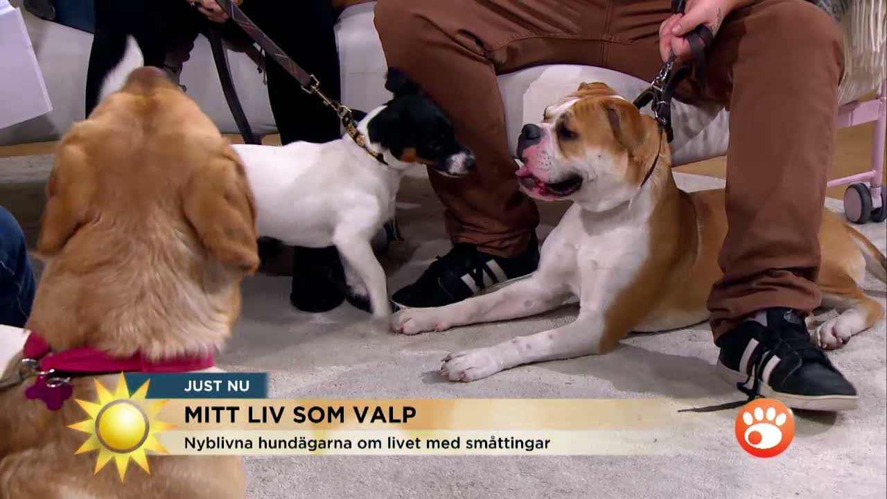 Morgonsoffan invaderas av valpar - Nyhetsmorgon (TV4)