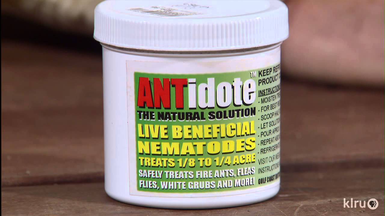 Beneficial nematodes|John Dromgoole|Central Texas Gardener