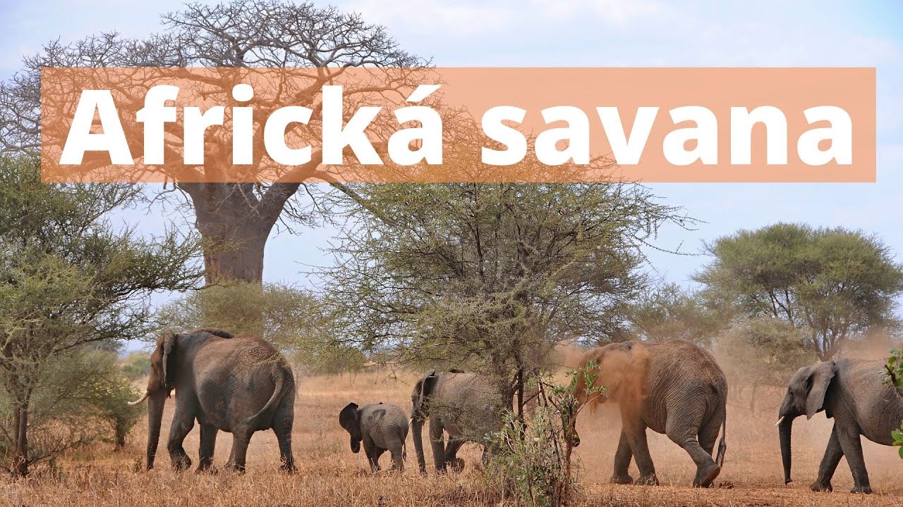 Africk&aacute; savana
