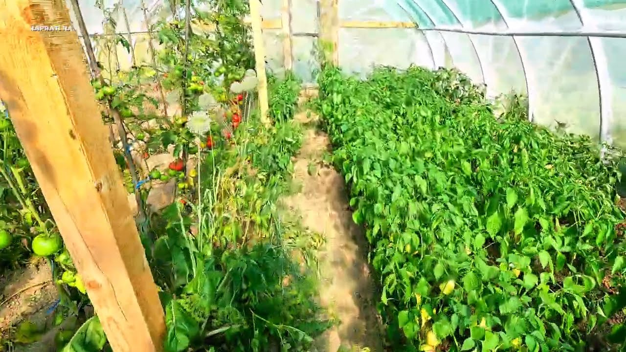 KAKO JE IZGLEDAO NAS PLASTENIK SEZONE 2025 - ISPLATIO SE U POTPUNOSTI