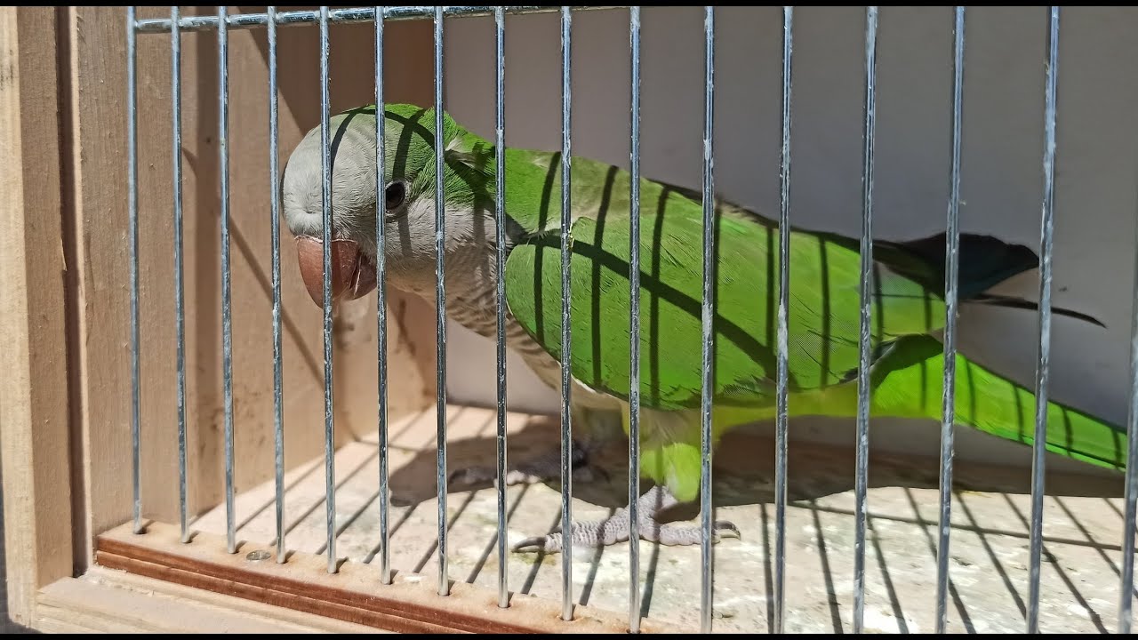 Nowa mnicha nizinna, co tam u papug, młode i jajka