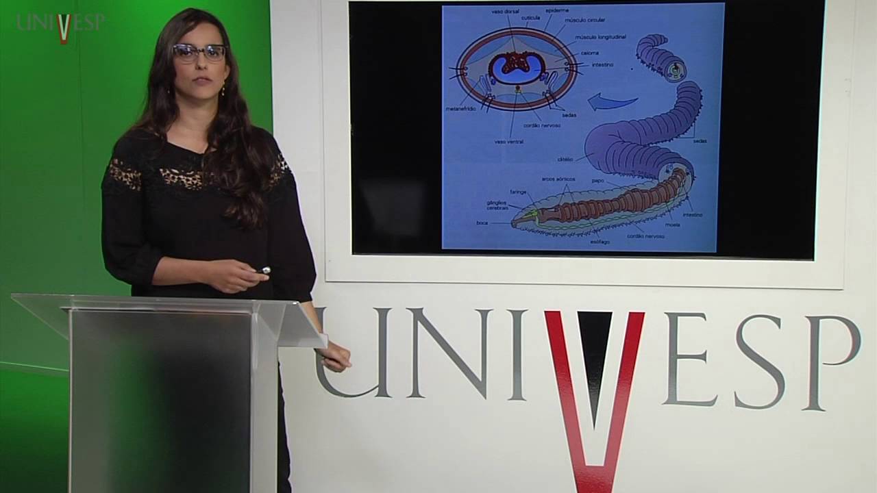 Zoologia de Invertebrados - Aula 16 - Filo Annelida I - Classe Polychaeta